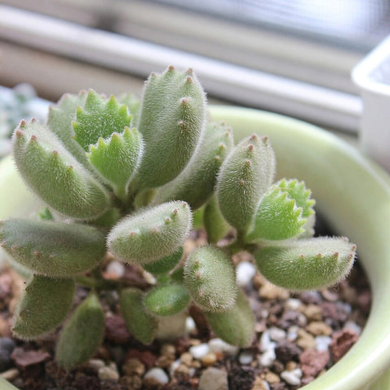 bear's paw succulent on windowsill