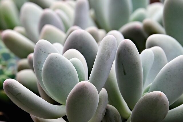 bear's paw succulent wet leaves close up