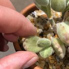 bear's paw succulent watering pot rim