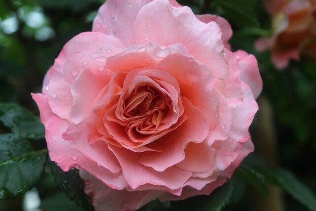 rose watering can morning balcony
