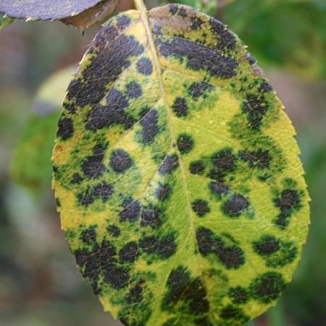 rose black spot leaf close-up