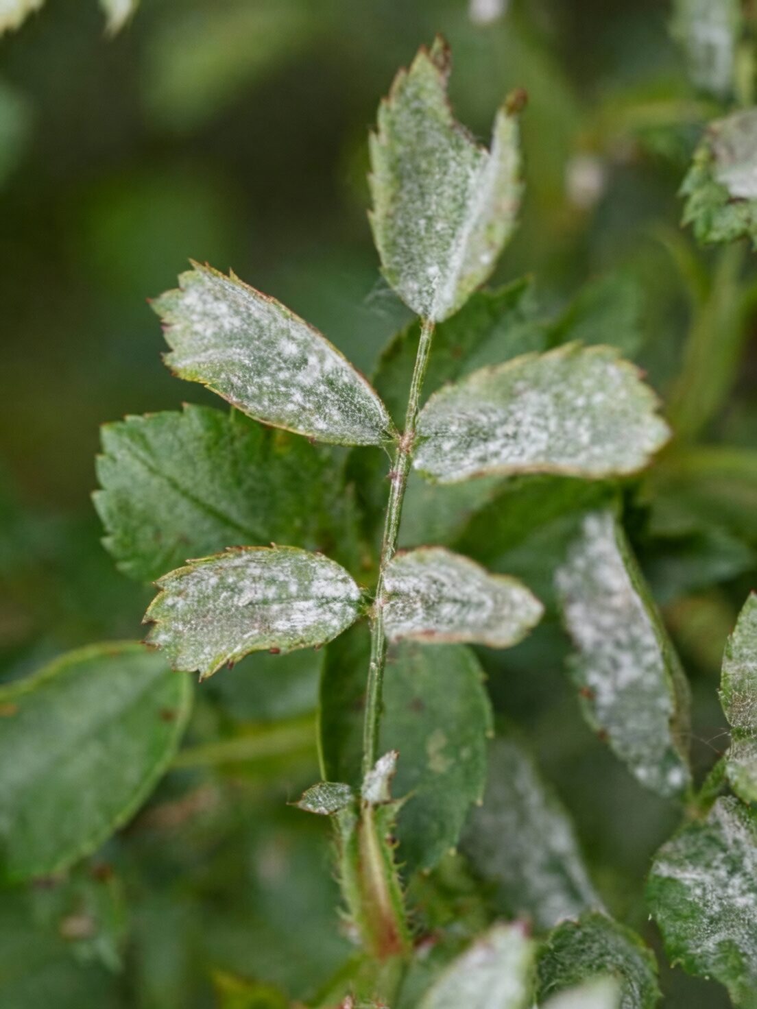 rose powdery mildew leaf close-up