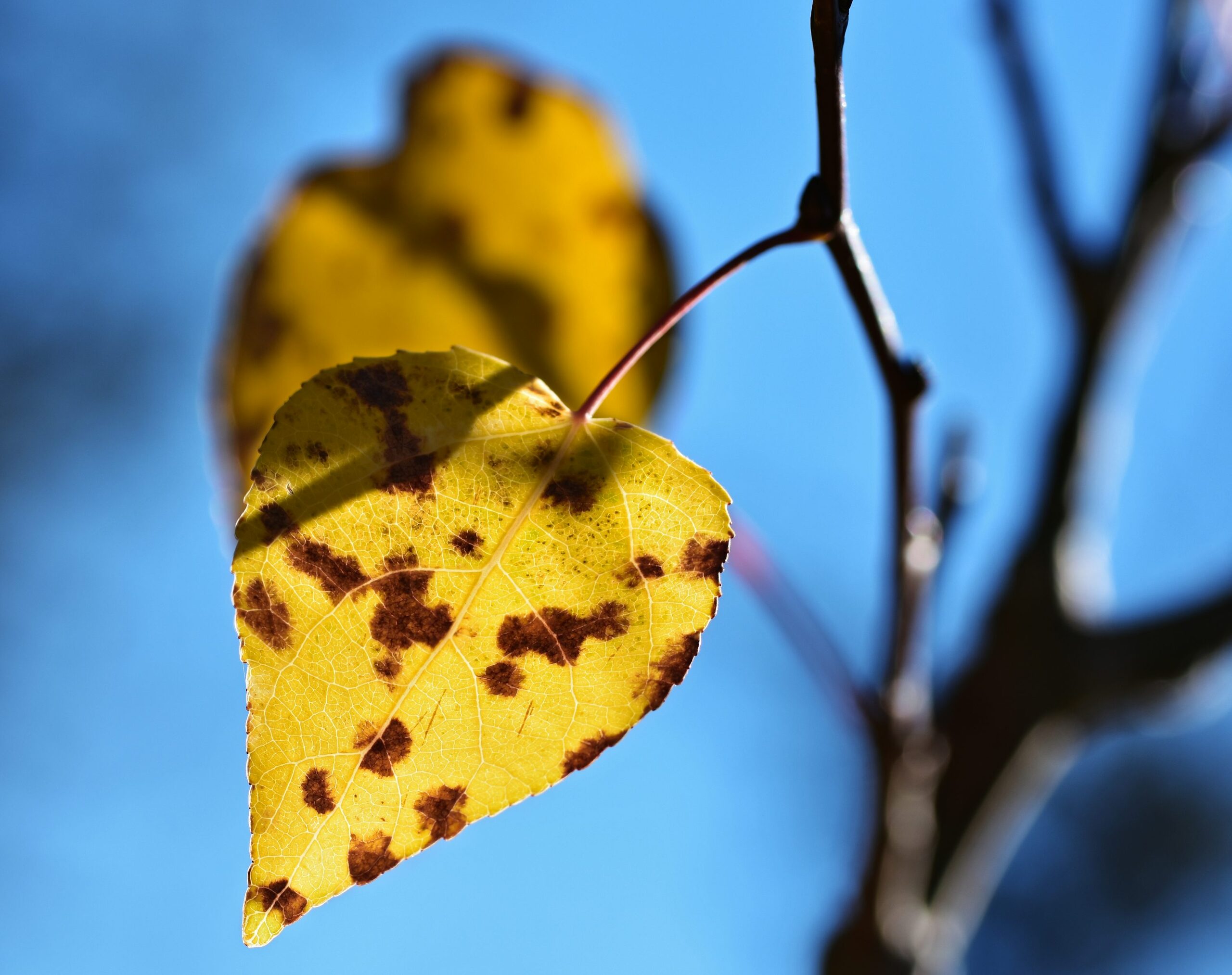 rose black spot leaf yellowing