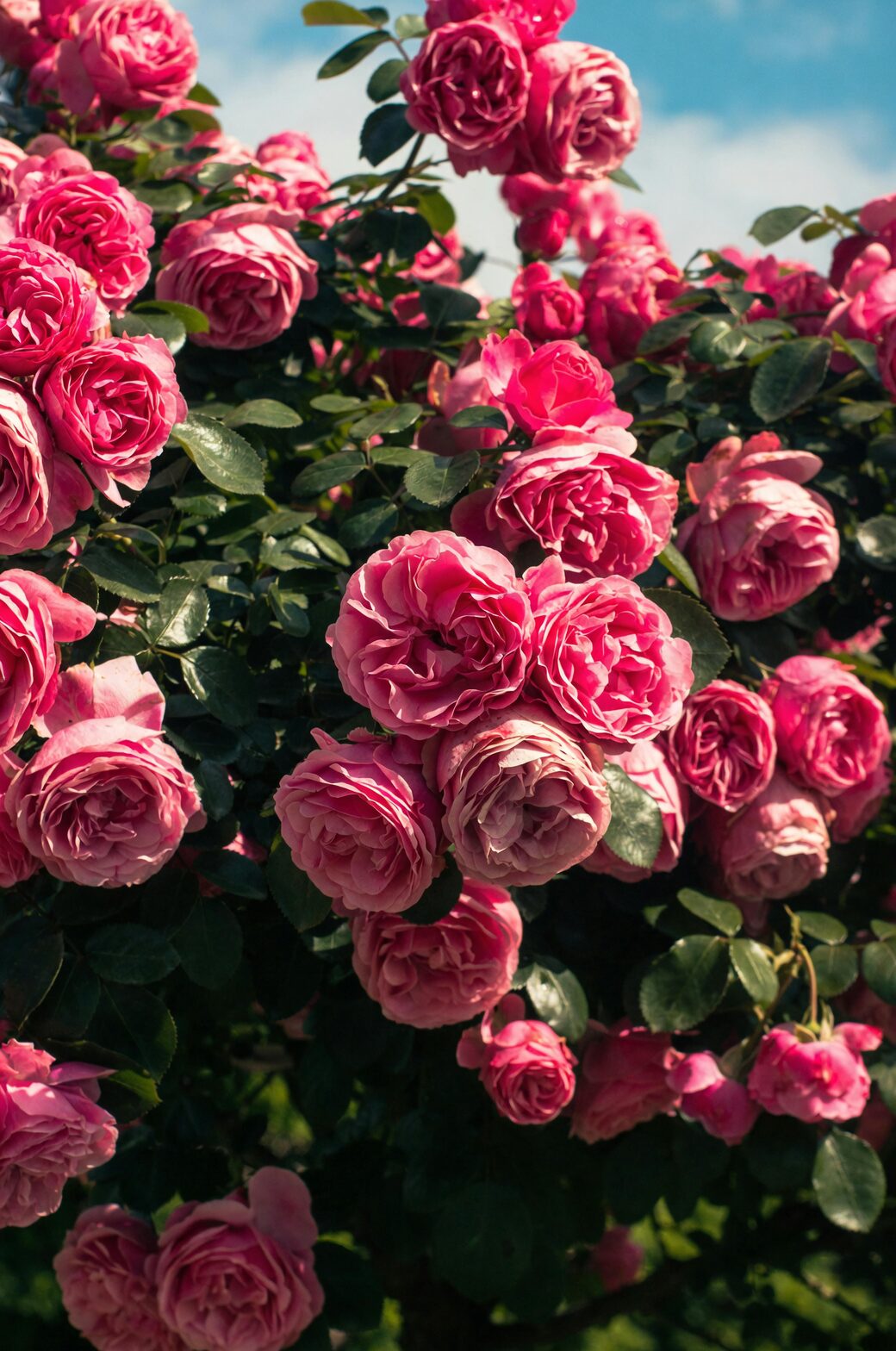 rose leaf underside spraying