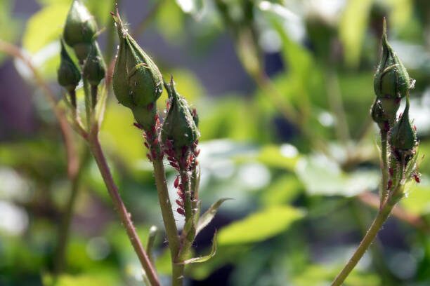 rose aphids on bud close-up