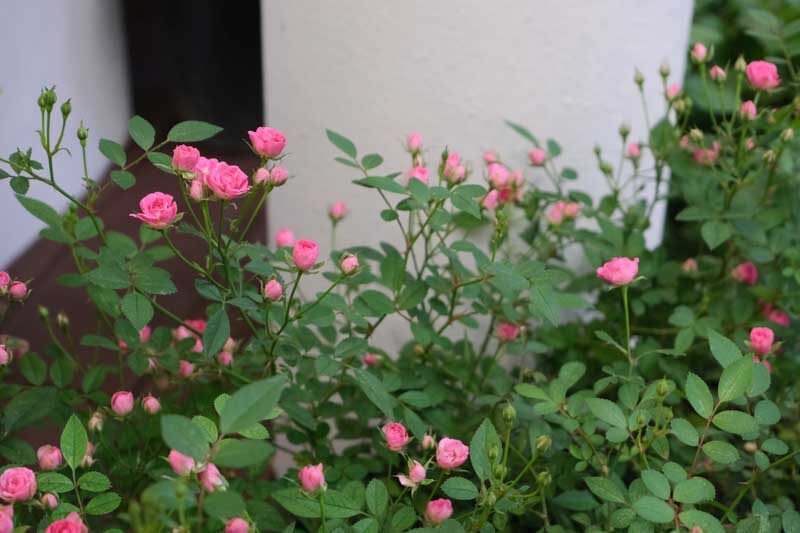 从“月月红”到全球切花女主角：Rosa chinensis如何点燃现代月季育种革命？