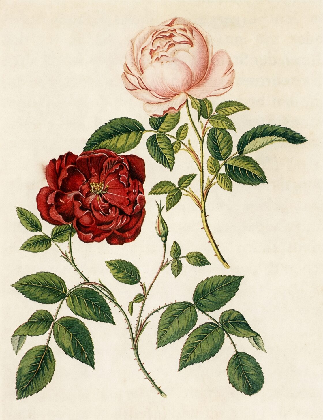 Rosa chinensis botanical illustration 18th century