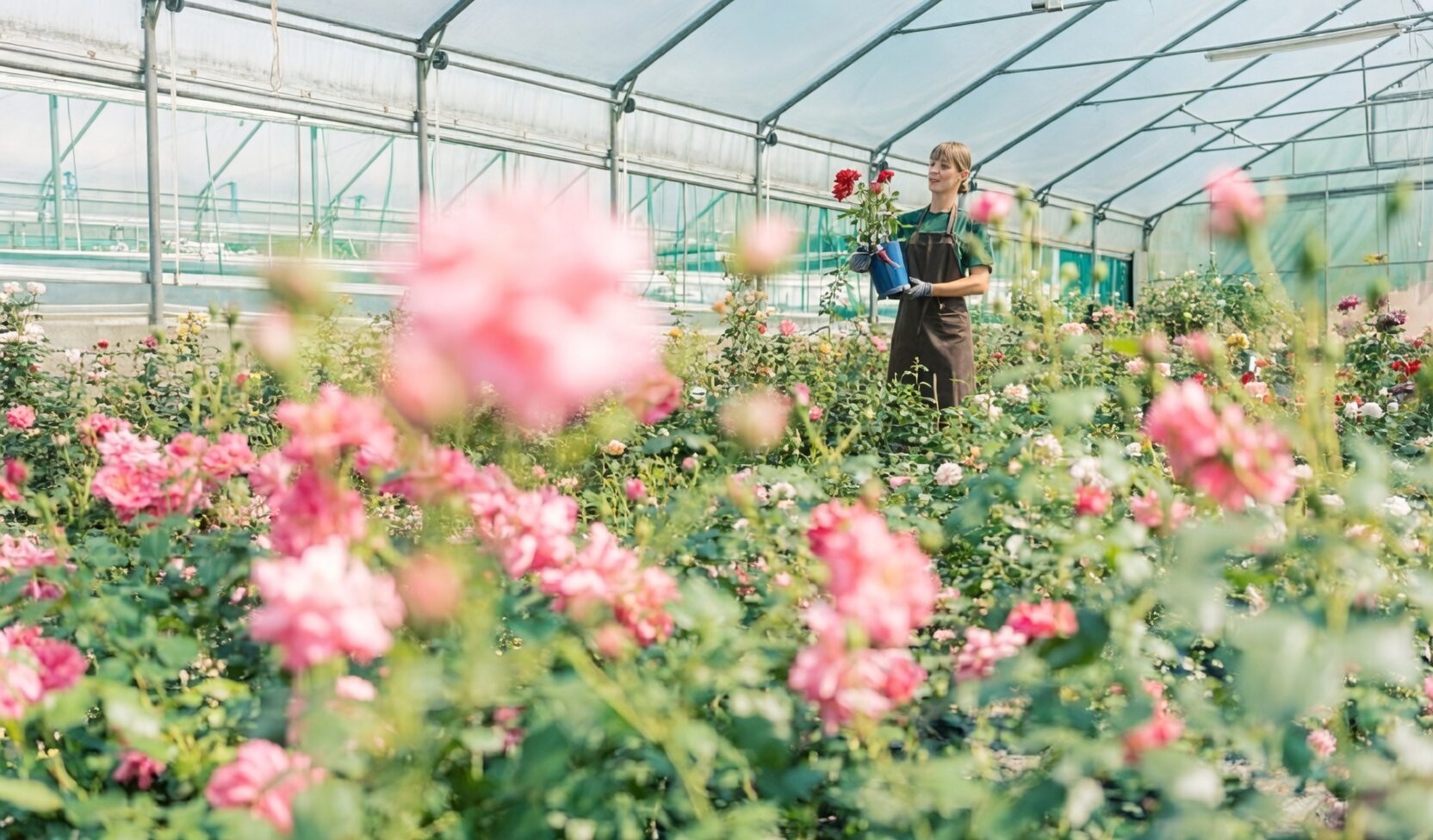 Rosa hybrida greenhouse cut flower rows