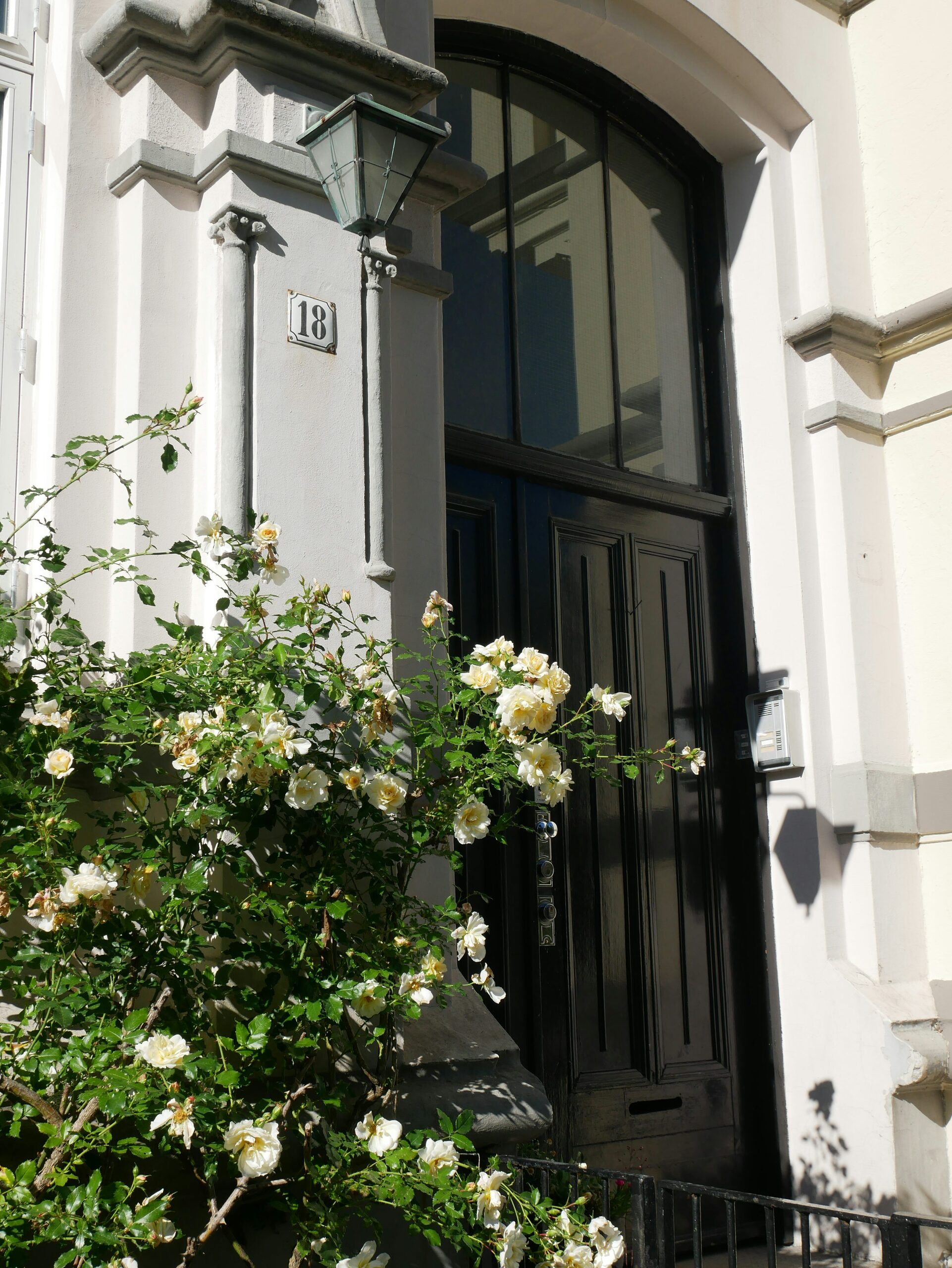 rose bush front door home