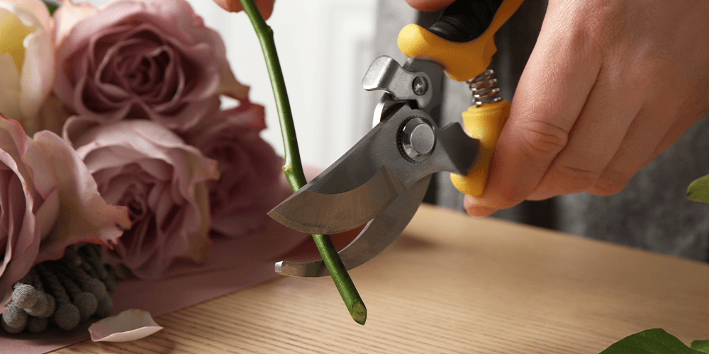 rose stem cutting scissors water