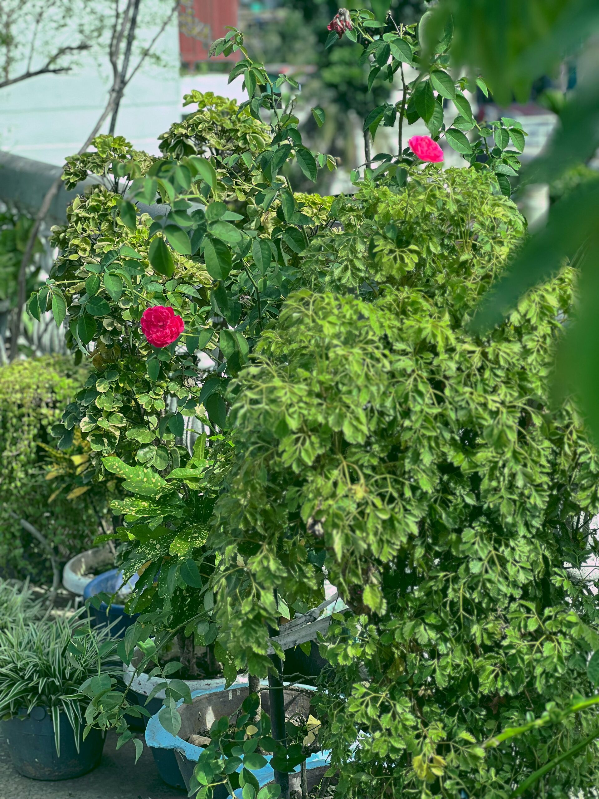 rose cuttings in propagation tray