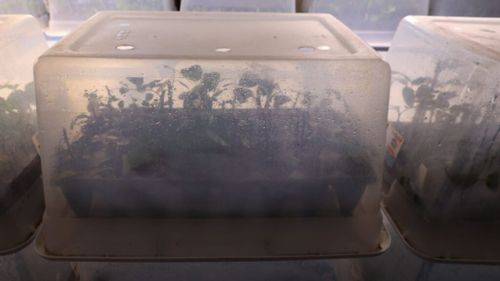 rose cuttings humidity dome ventilation