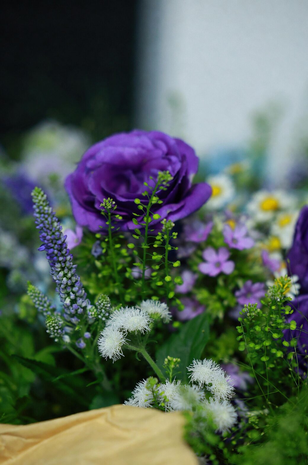 月季的“护花使者”：与薰衣草、百里香、猫薄荷的花境搭配与防蚜思路