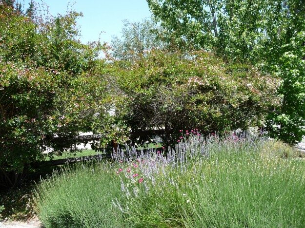 rose border rosemary lavender