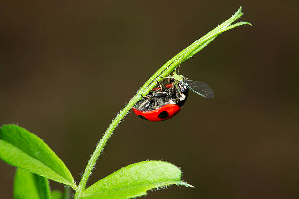 ladybug eating aphids on rose