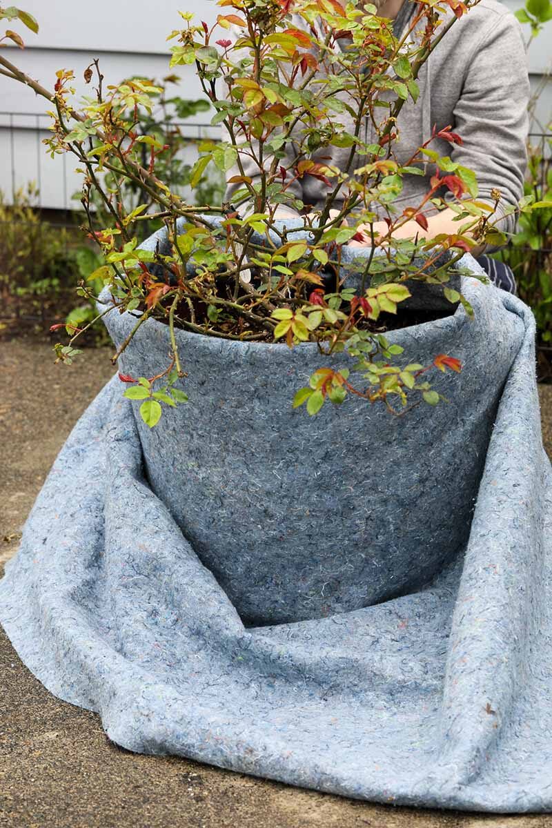rose pot raised white outer pot