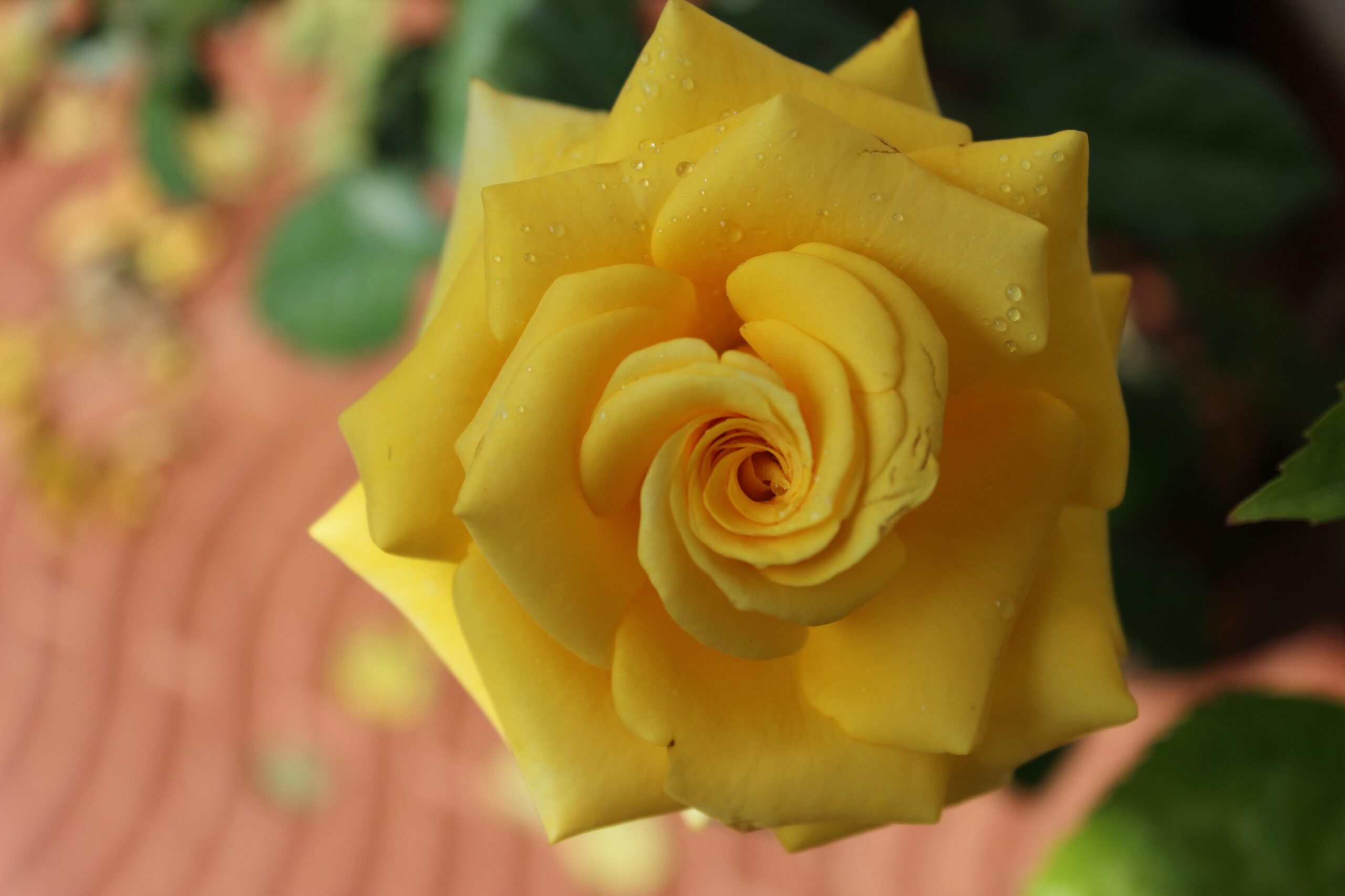 rose pot deep watering morning