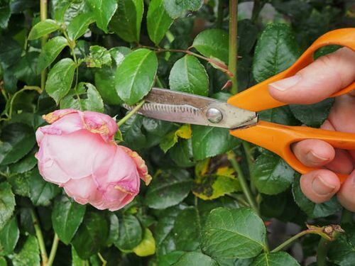 rose deadheading pruning shears