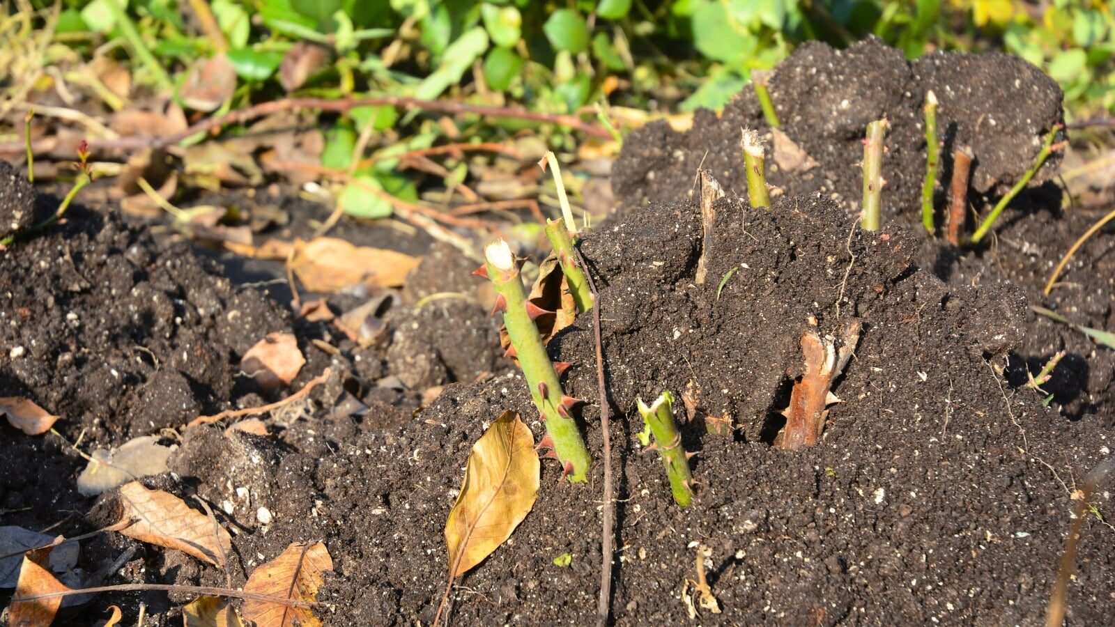 rose soil mound winter protection