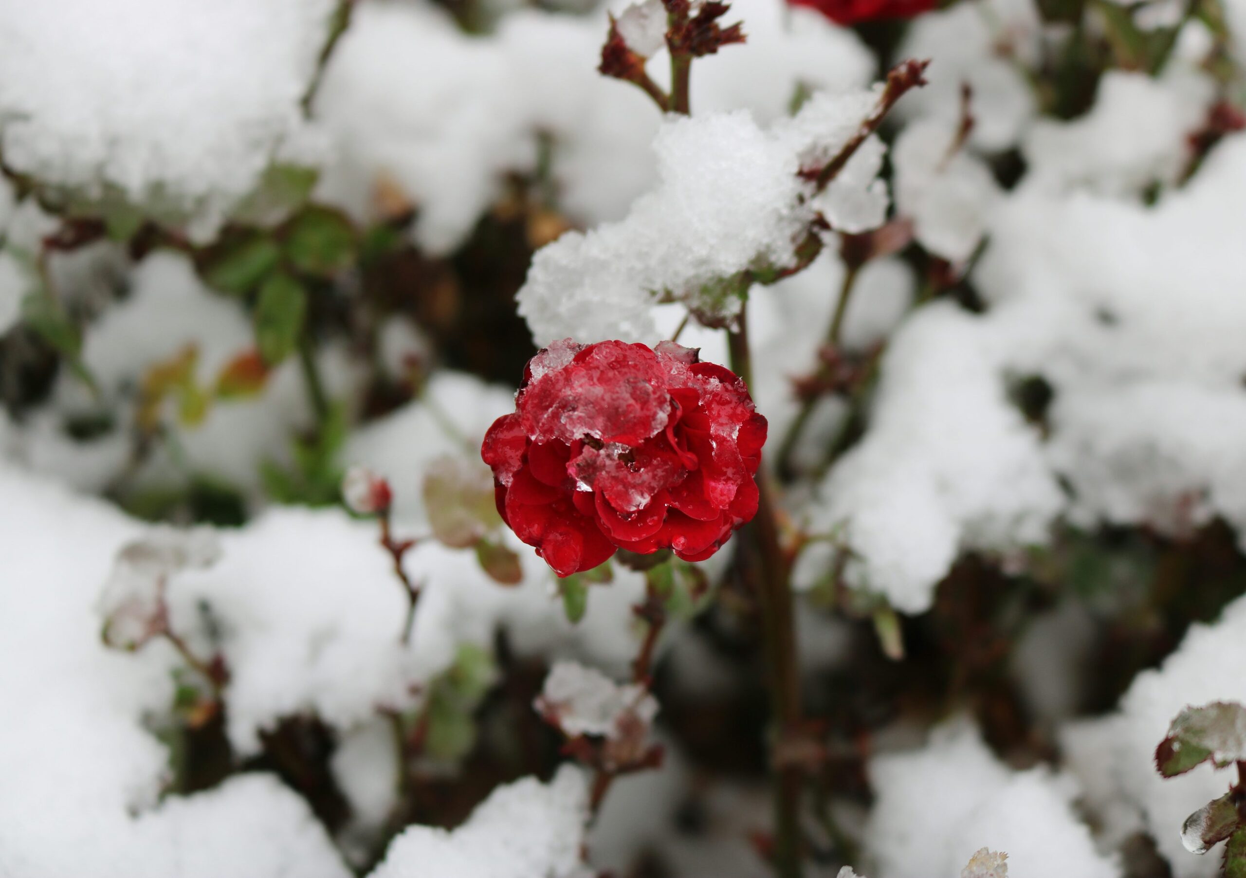 rose bush frost cloth cover