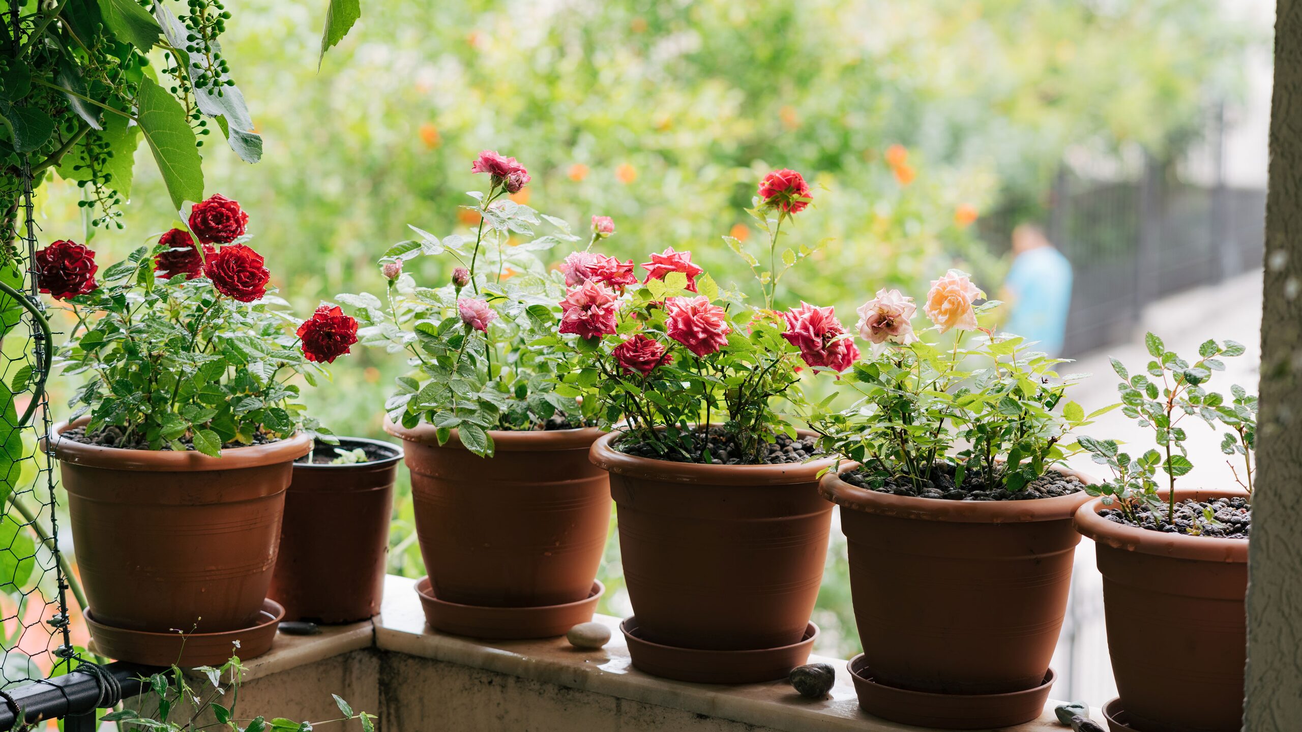 potted rose cold bright balcony