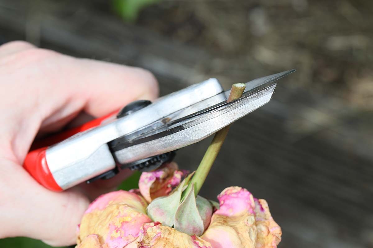 rose pruning angled cut bud