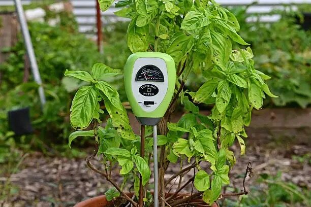 rose soil moisture test hand