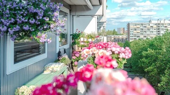 rose south-facing balcony sun