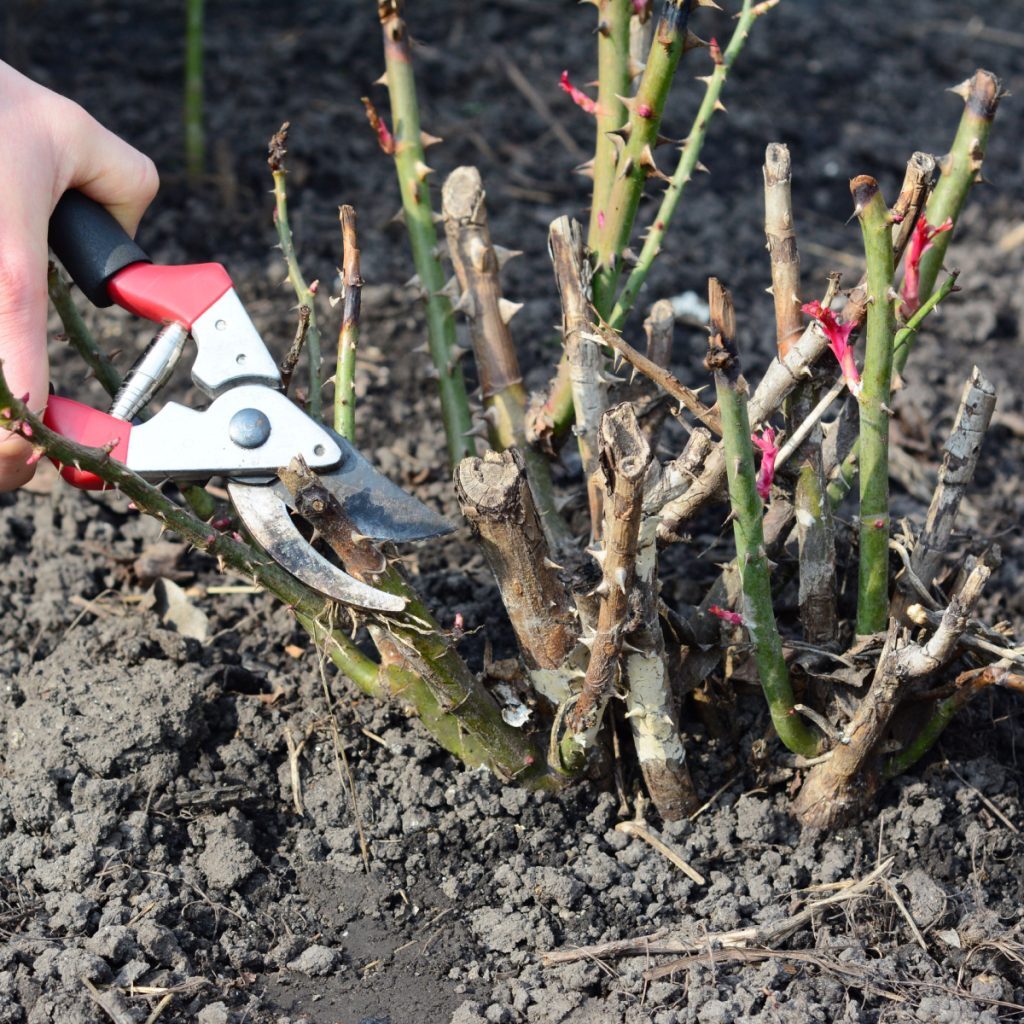 rose winter pruning hand pruner