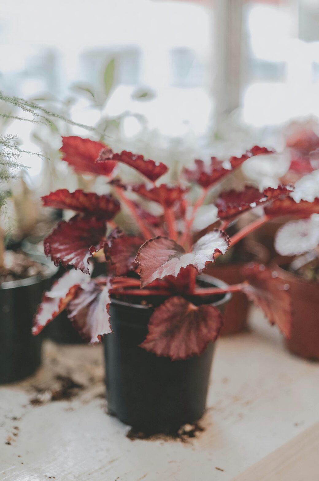 tuberous begonia blooming indoor pot
