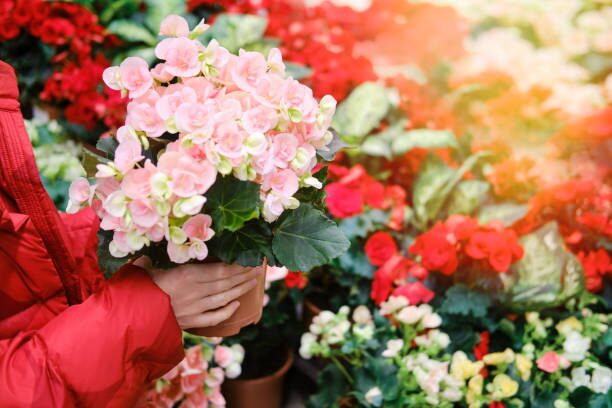 tuberous begonia deadheading hand