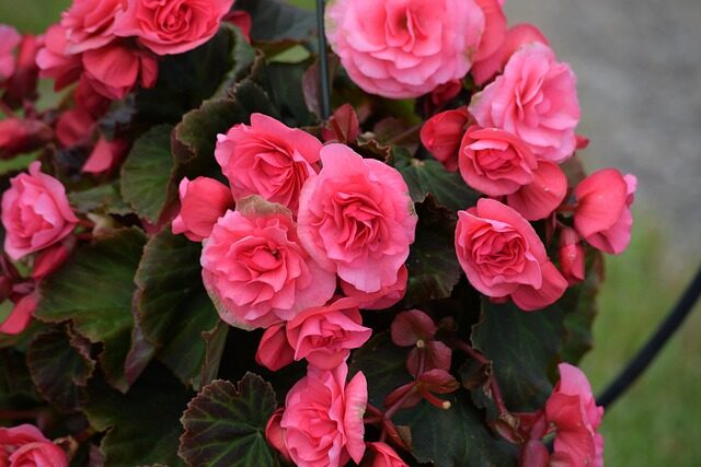 tuberous begonia summer shade setup