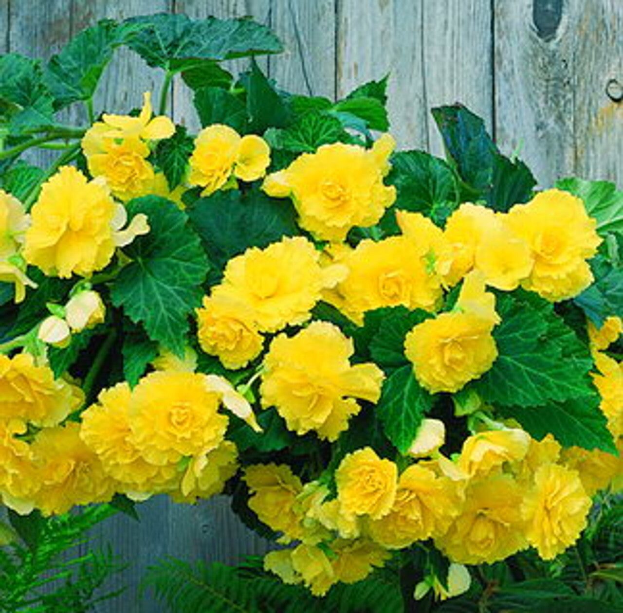 tuberous begonia window shade cloth