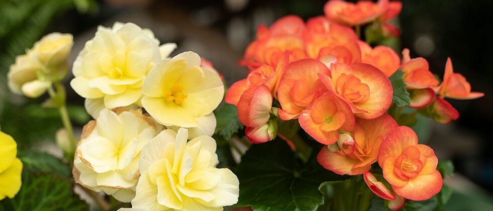 tuberous begonia near oscillating fan
