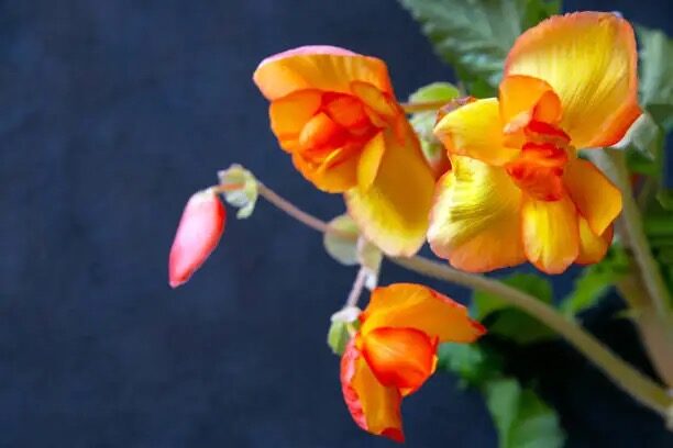 tuberous begonia heat stress wilt