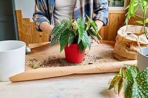 tuberous begonia repotting hands