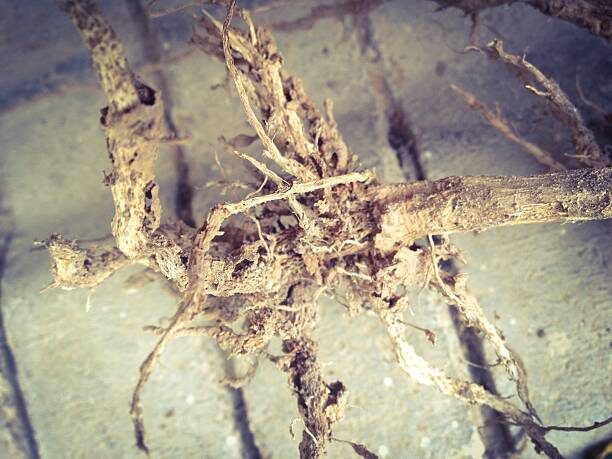 tuberous begonia root rot close-up