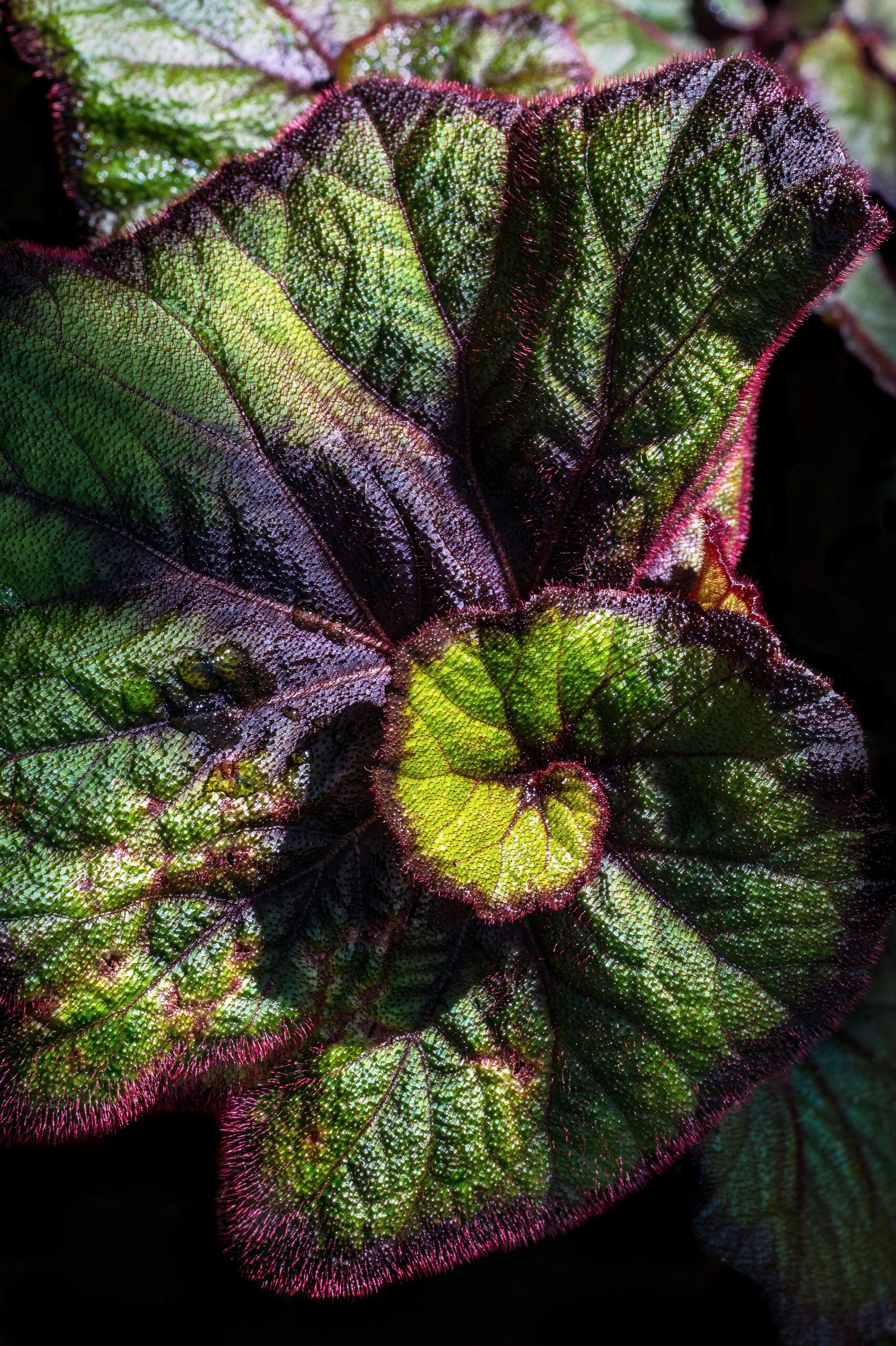 tuberous begonia scale insects close-up