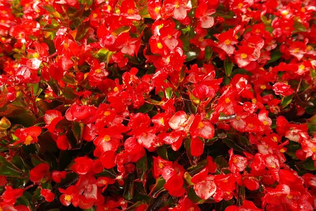 tuberous begonia thrips petal damage