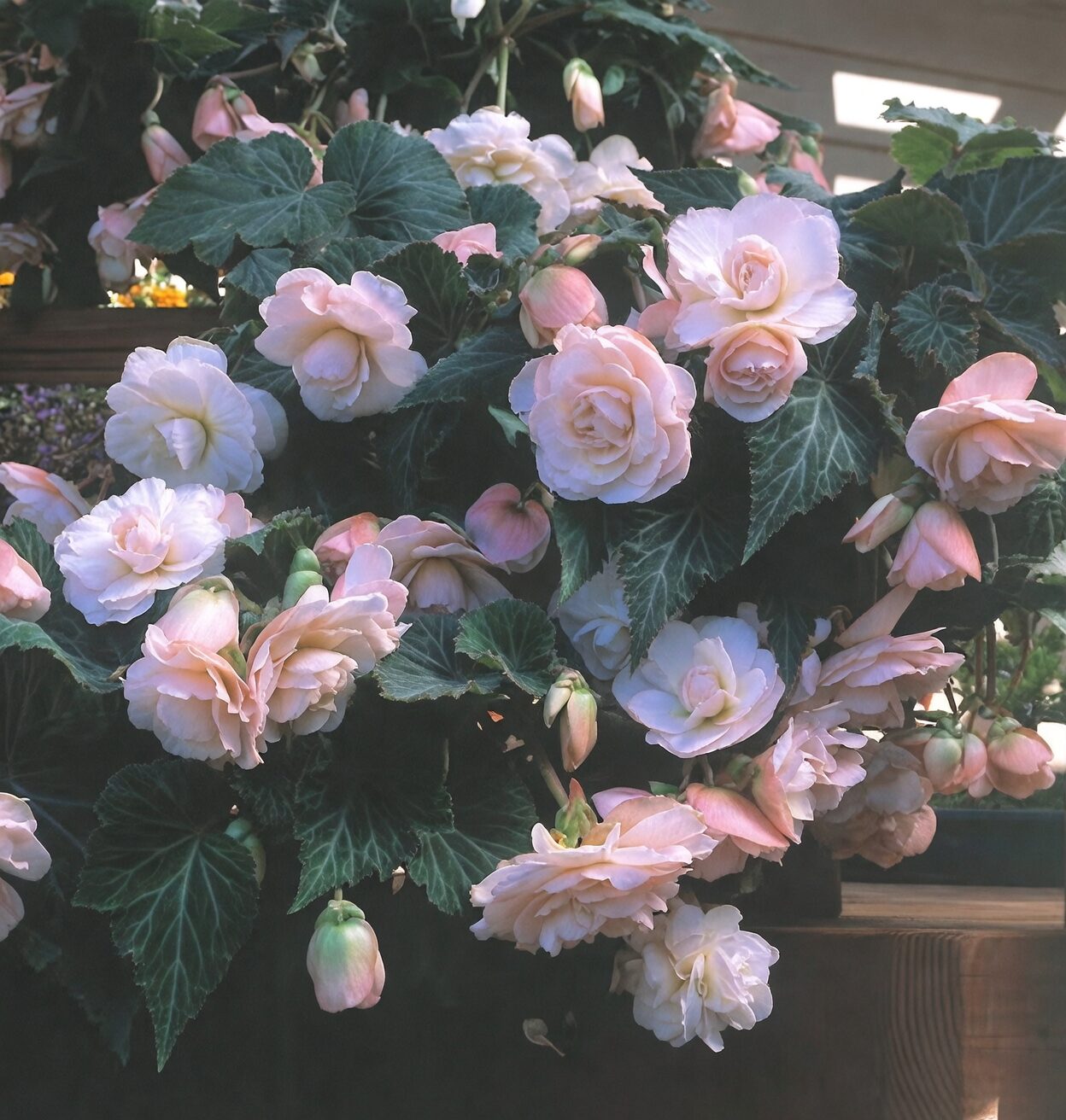 tuberous begonia greenhouse benches