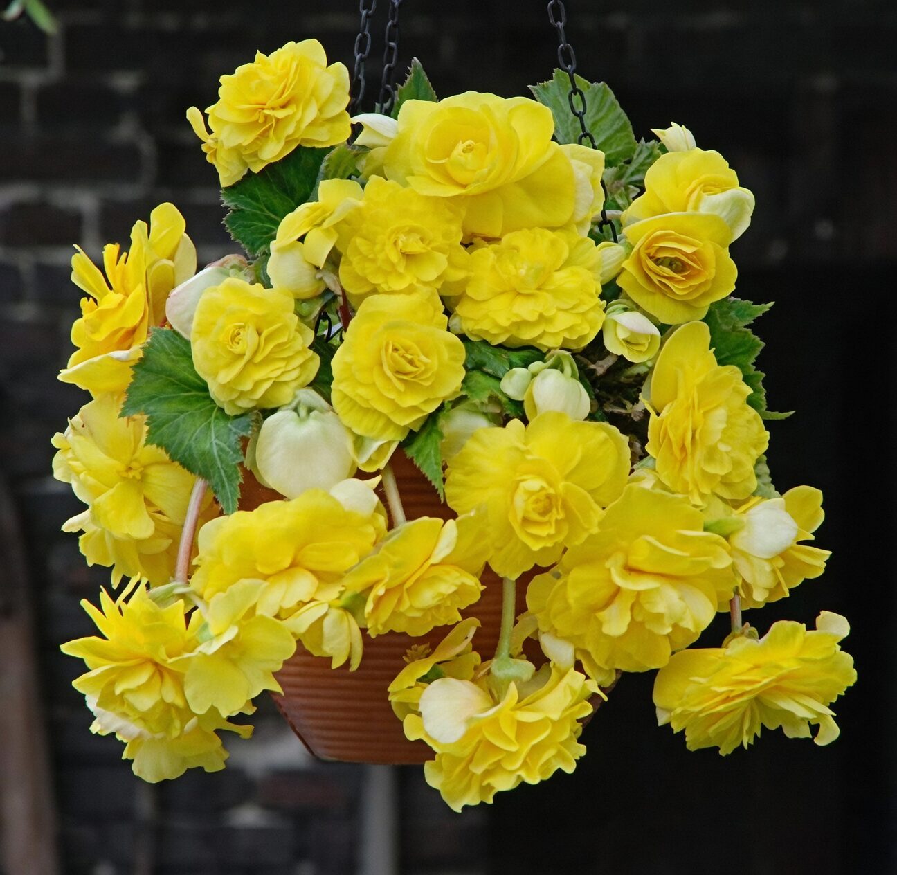tuberous begonia hanging basket cascade