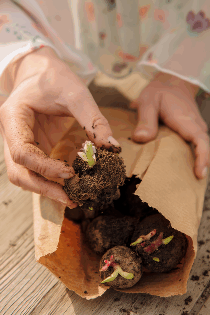 tuberous begonia dormant tubers storage