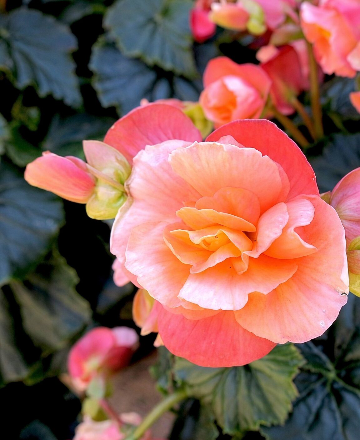 tuberous begonia tuber storage