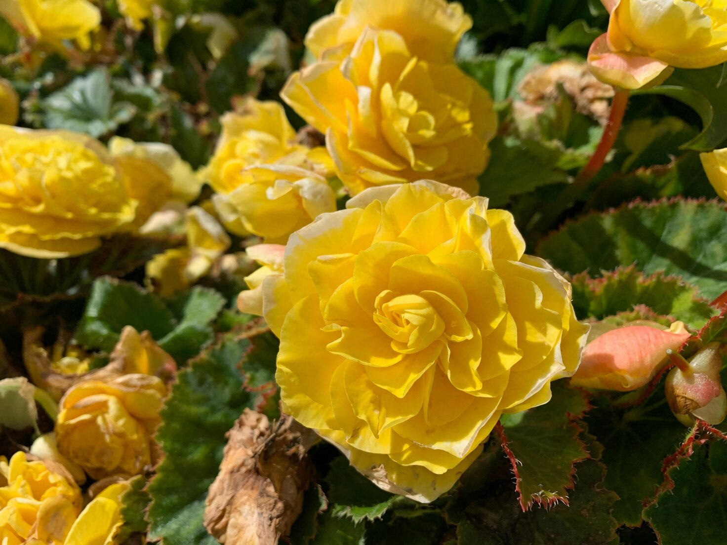 tuberous begonia and crabapple flowers