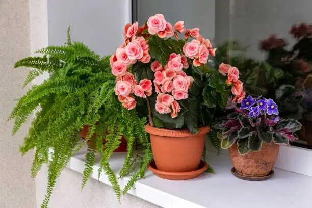 tuberous begonia windowsill bright light