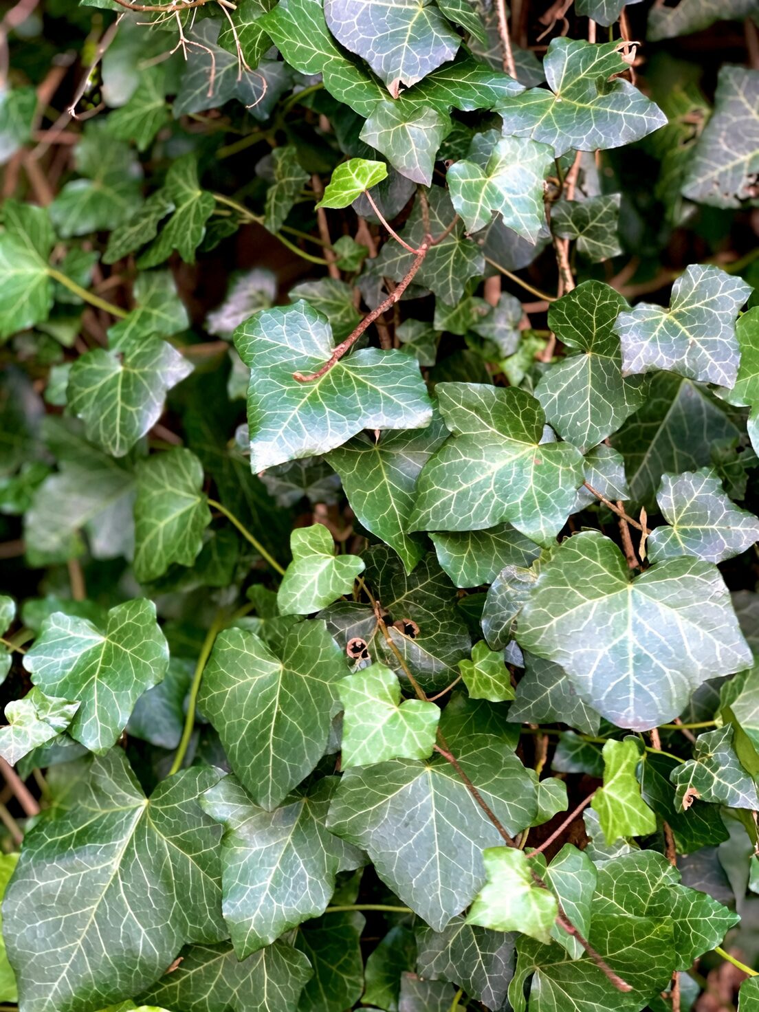 tuberous begonia with ferns ivy shelf
