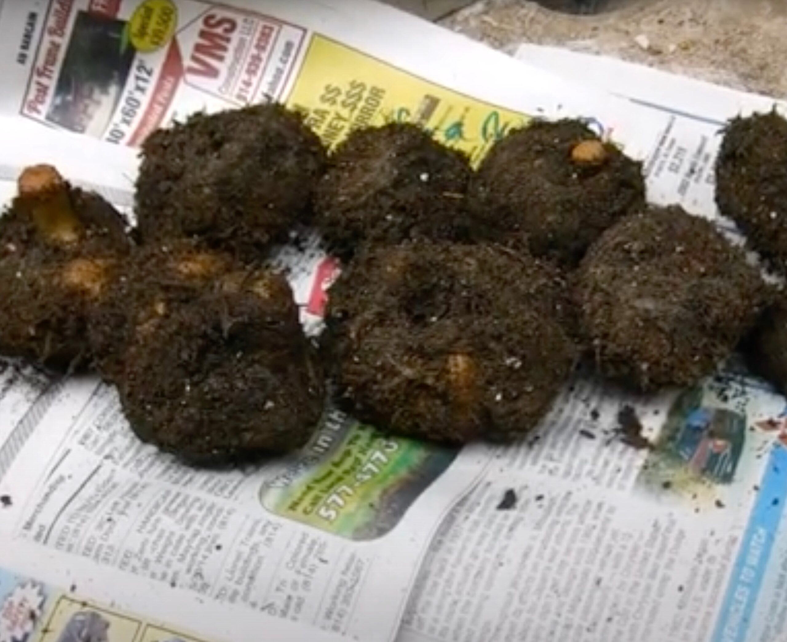 tuberous begonia dormant tuber storage