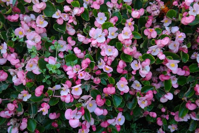 tuberous begonia double bloom close-up