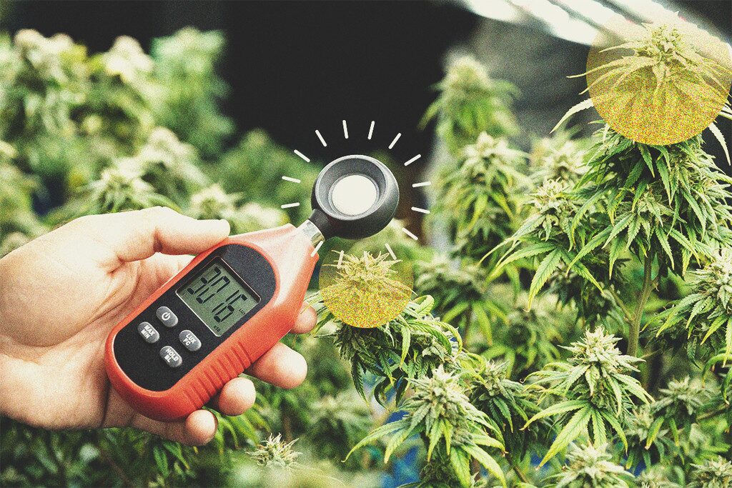 tuberous begonia lux meter app