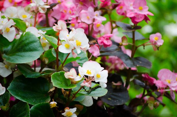 tuberous begonia photography reflector setup